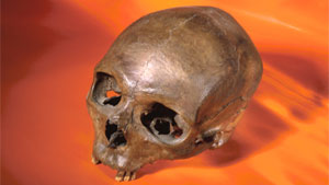 skull fossil