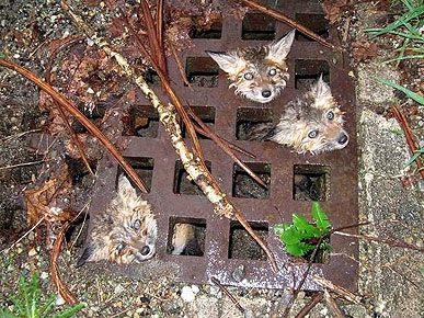 baby fox heads in storm grate